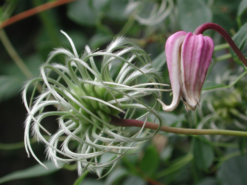 clematis_reticulata_2